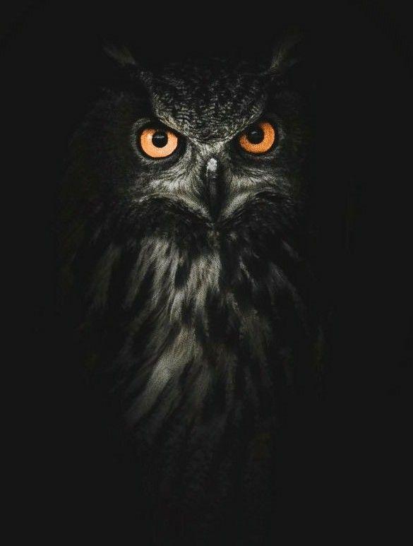 Fear Owl Eye Logo - Do you see anger? Peace? Fear? Beauty? Darkness? Love? Secrets ...