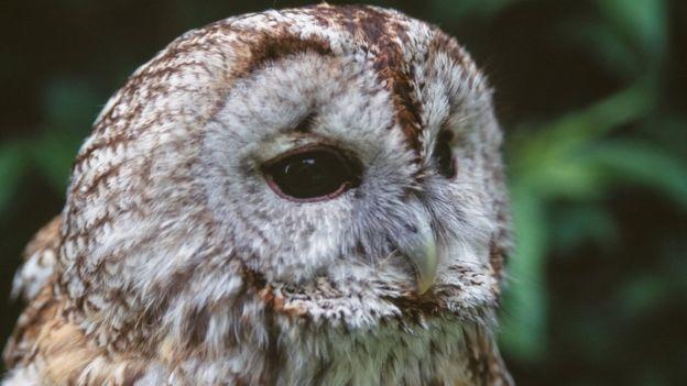 Fear Owl Eye Logo - Owl phobia woman wins damages from religious doctor - BBC News