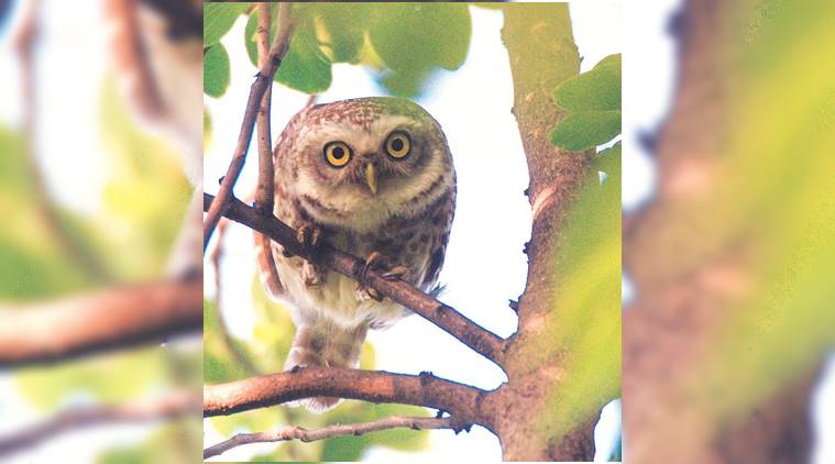 Fear Owl Eye Logo - Down in Jungleland: Stealth Bomber | Eye News, The Indian Express