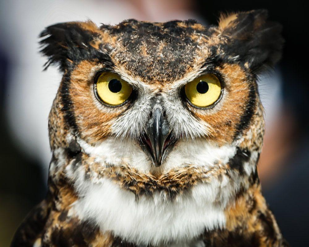 Fear Owl Eye Logo - 5th Annual Owl Howl - Cape Fear Raptor Center