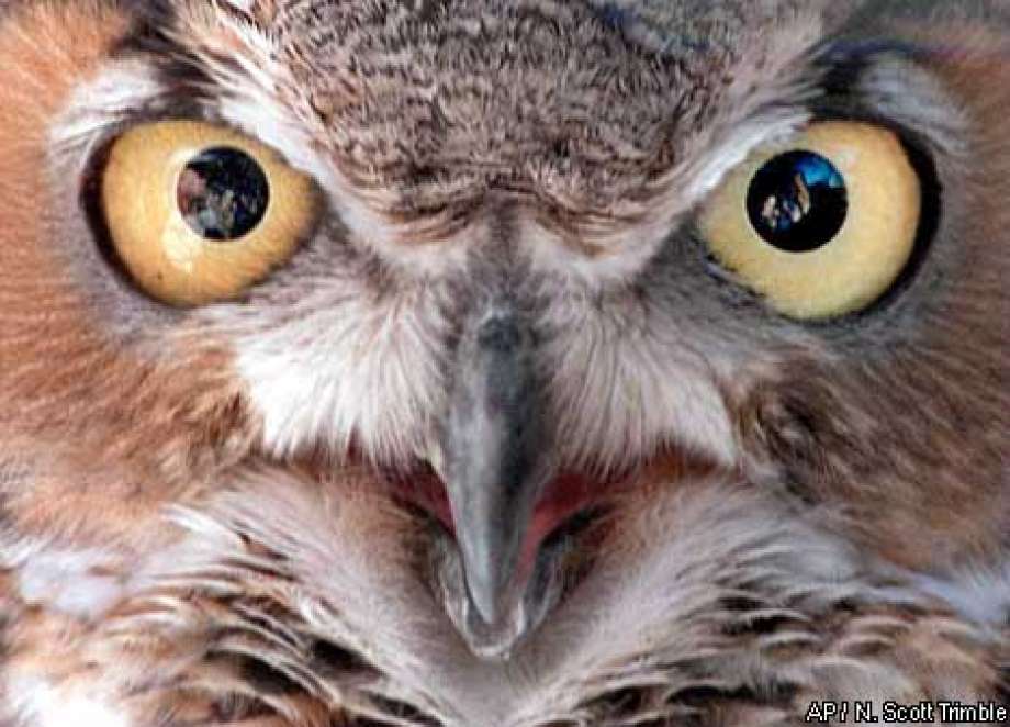 Fear Owl Eye Logo - Great horned owl / Awkward young visitor will soon become most ...