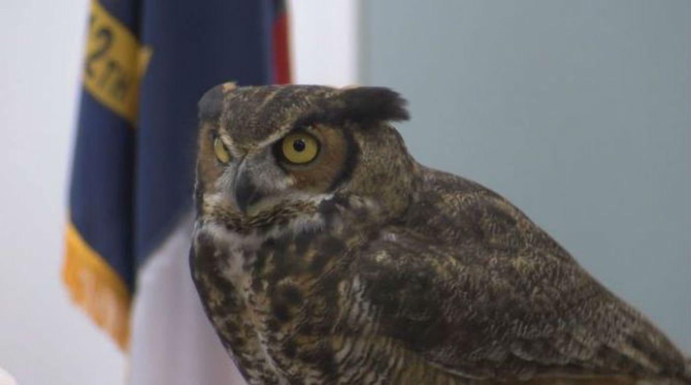 Fear Owl Eye Logo - Belville town leaders approve first step in expanding Cape Fear ...