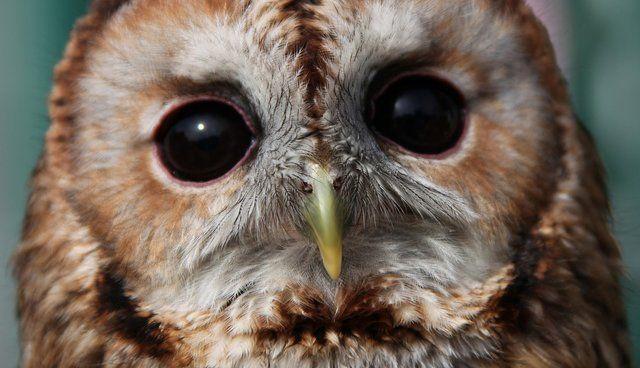 Fear Owl Eye Logo - Fear Of Flying: Double-Rescuing A Tawny Owl - The Dodo