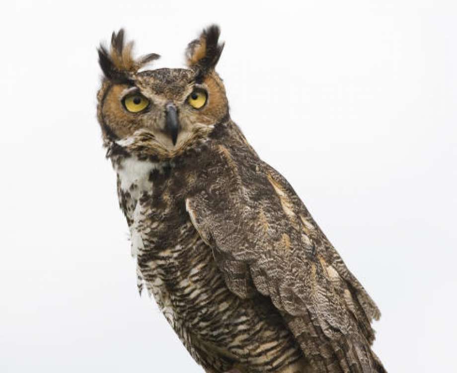 Fear Owl Eye Logo - Great horned owl inspires awe, fear - Houston Chronicle