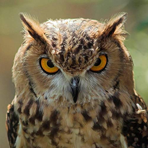 Fear Owl Eye Logo - Love or Fear (Alternate Version) by Ocho the Owl on Amazon Music ...