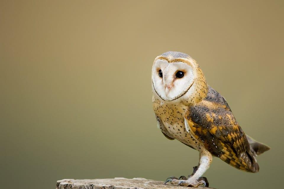 Fear Owl Eye Logo - Do animals feel fear?