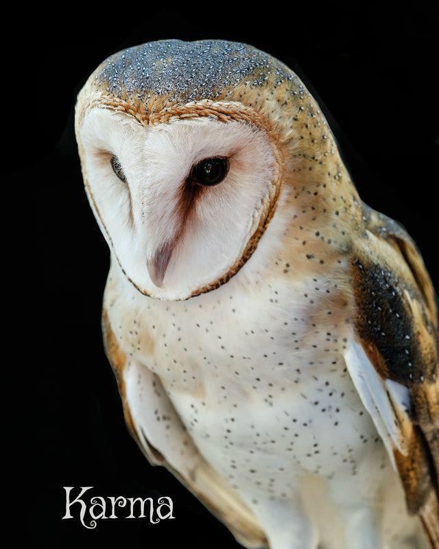 Fear Owl Eye Logo - Adopt-A-Raptor - Cape Fear Raptor Center