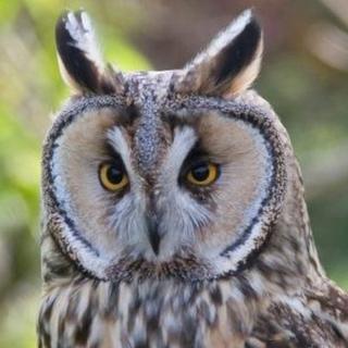 Fear Owl Eye Logo - Flipboard: Owl breeding fears at Misson Springs shale gas site