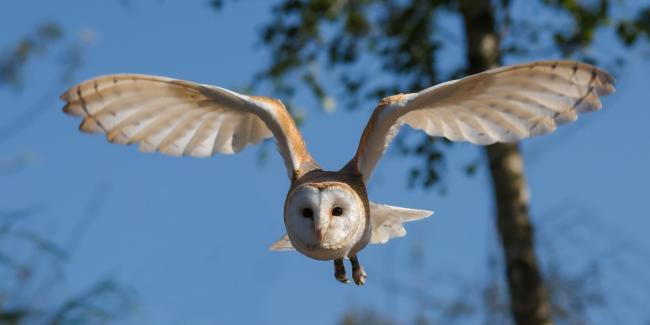 Fear Owl Eye Logo - Fears that Bedale village development proposal could decimate owl