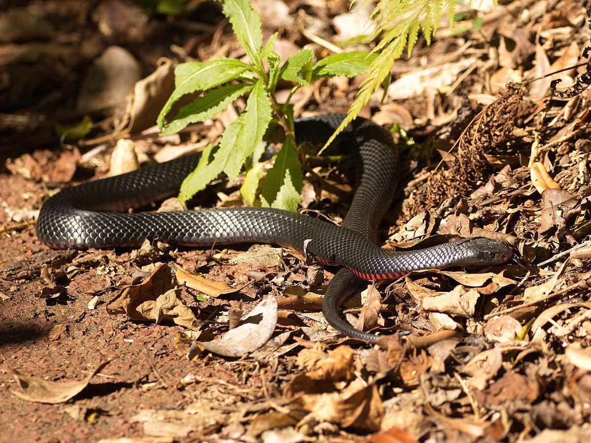 Red and Black Cobra Logo - Red-bellied black snake