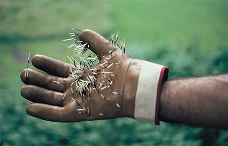 Quill in Hand Logo - Natural History Magazine