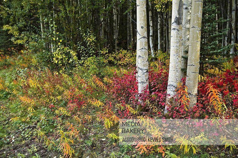 Colorful Alaska Logo - Mediabakery - Photo by Alaska Stock - Colorful view of Aspen tree ...