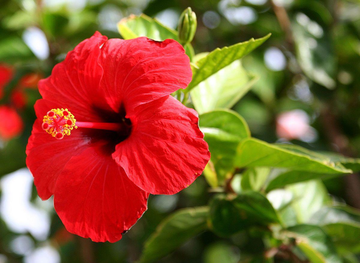 Yellow Flower with Name Red Outline Logo - Hibiscus rosa-sinensis