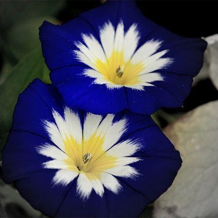 Blue and Yellow Flower Logo - 25 Most Beautiful Blue Flowers