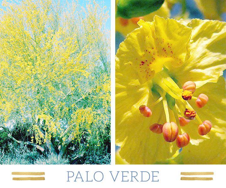Yellow Flower with Name Red Outline Logo - 127 Stunning Desert Plants - FTD.com