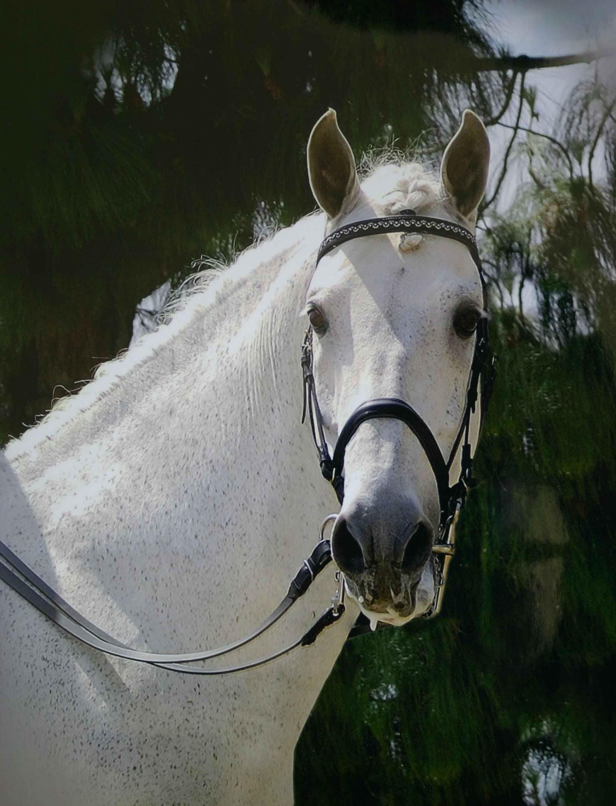 Horse Flying B Logo - Flying B Andalusian's Opuesto, Andalusion stalliion at stud. Going