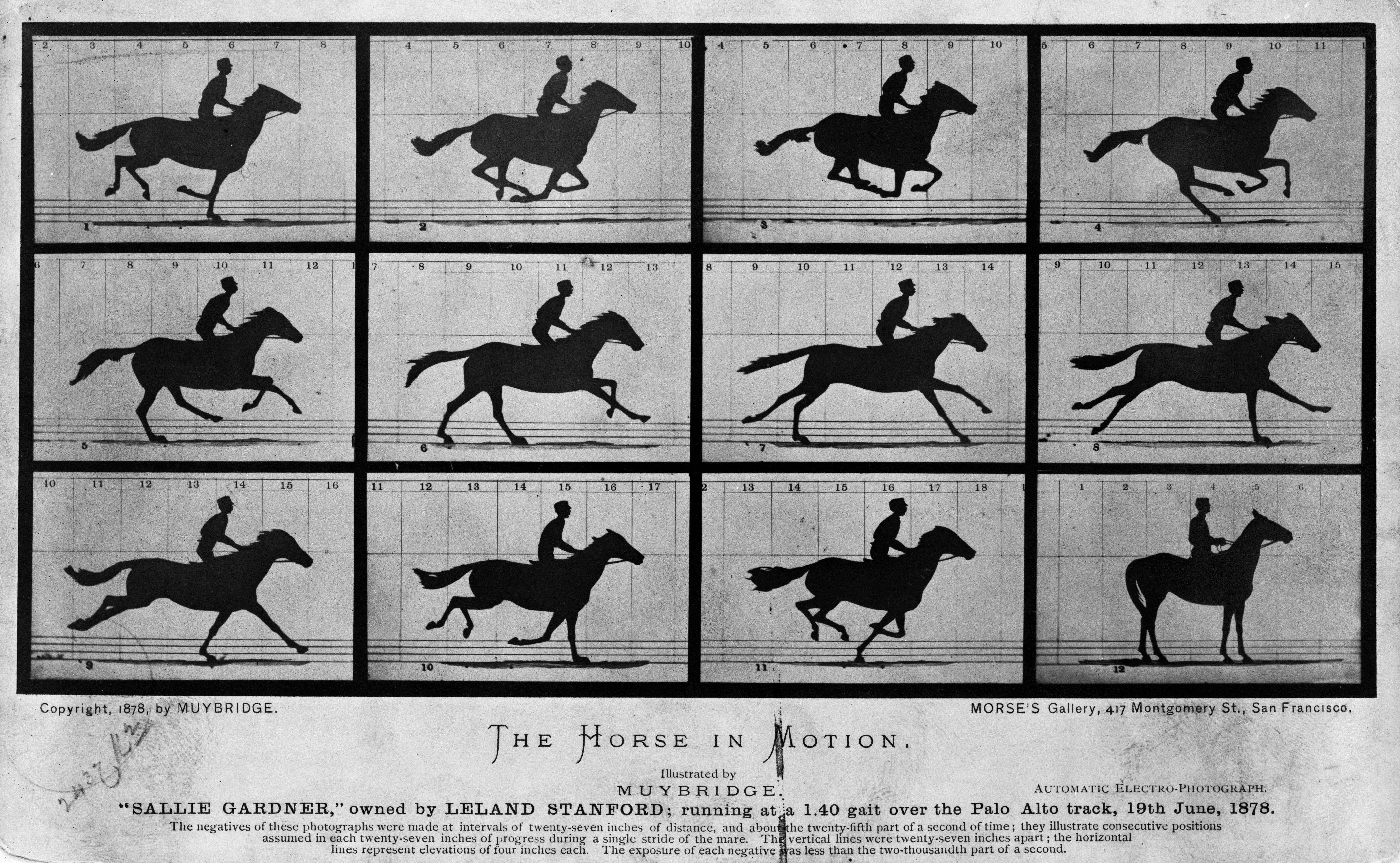 Horse Flying B Logo - Horse gait