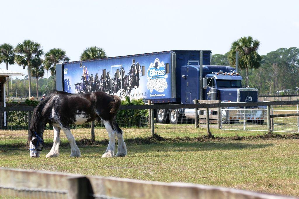 Horse Flying B Logo - Express Clydesdales web2 | Flying B Ranch and Horse Motel