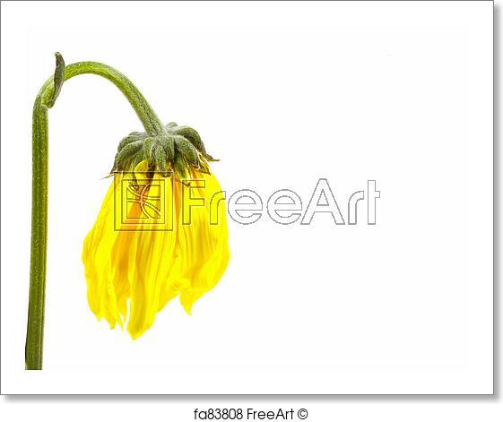 Wilted Flower Logo - Free art print of Wilted Flower. Photo of a Wilted Flower. FreeArt