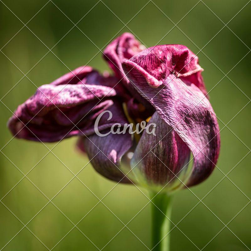 Wilted Flower Logo - Image of Decaying Wilted Flower - Photos by Canva