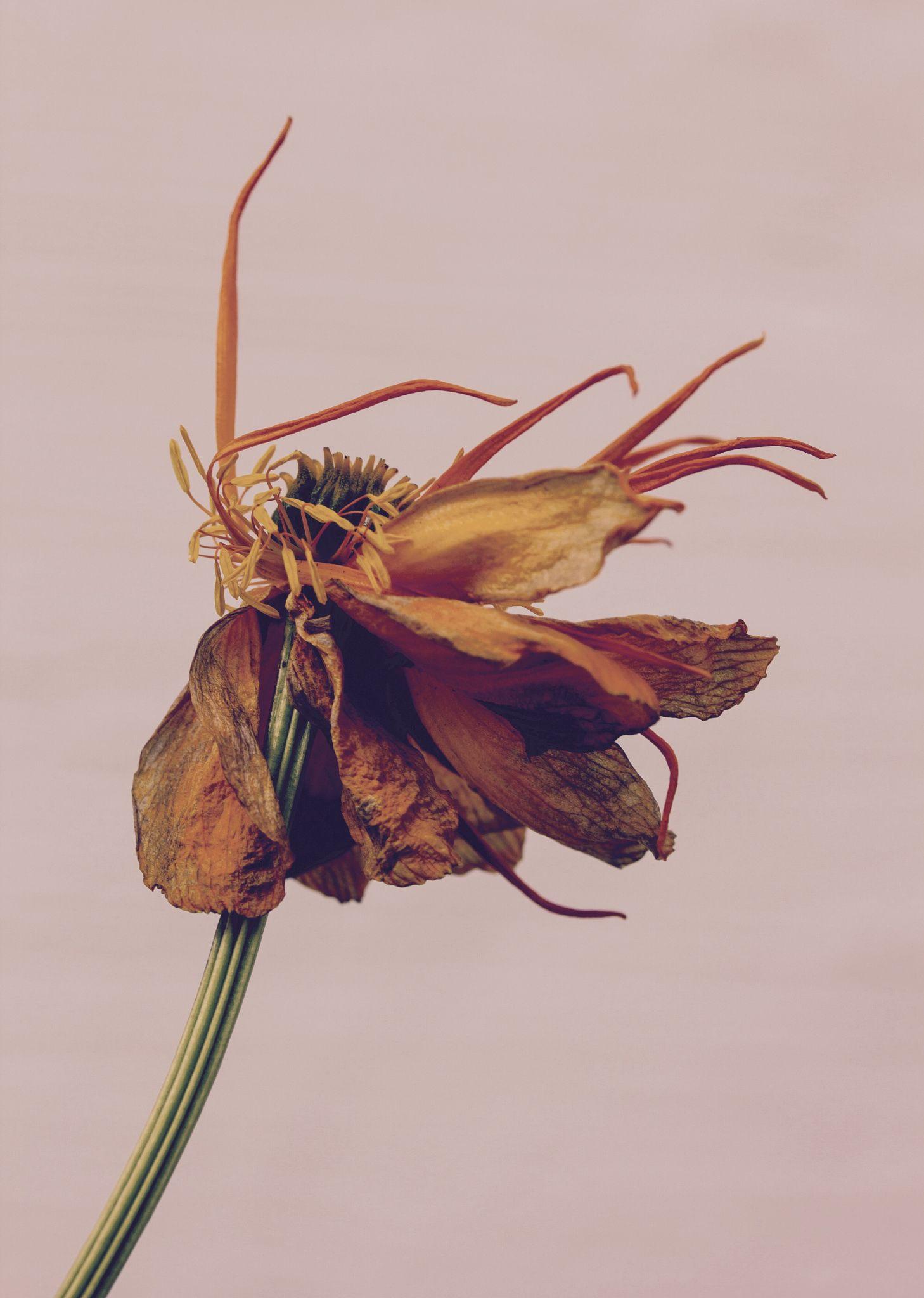 Wilted Flower Logo - A beautiful withered flower, dancing its last dance... | Wild Honey ...