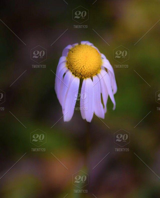 Wilted Flower Logo - Wilted flower stock photo 52635eb8-bbac-4c53-9489-317ae6ddd0c5