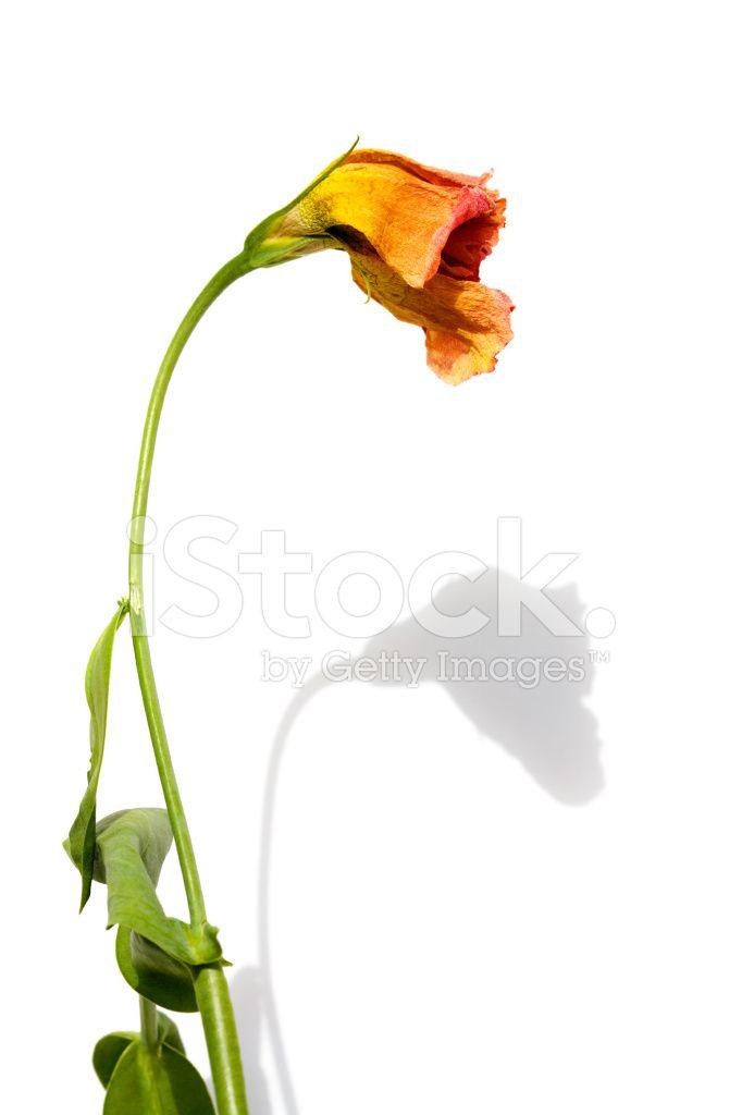 Wilted Flower Logo - Wilted Flower Stock Photos - FreeImages.com