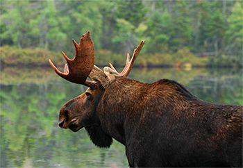 Maine Moose Logo - Maine Moose Hunting: Hunting Resources: Hunting & Trapping: Maine