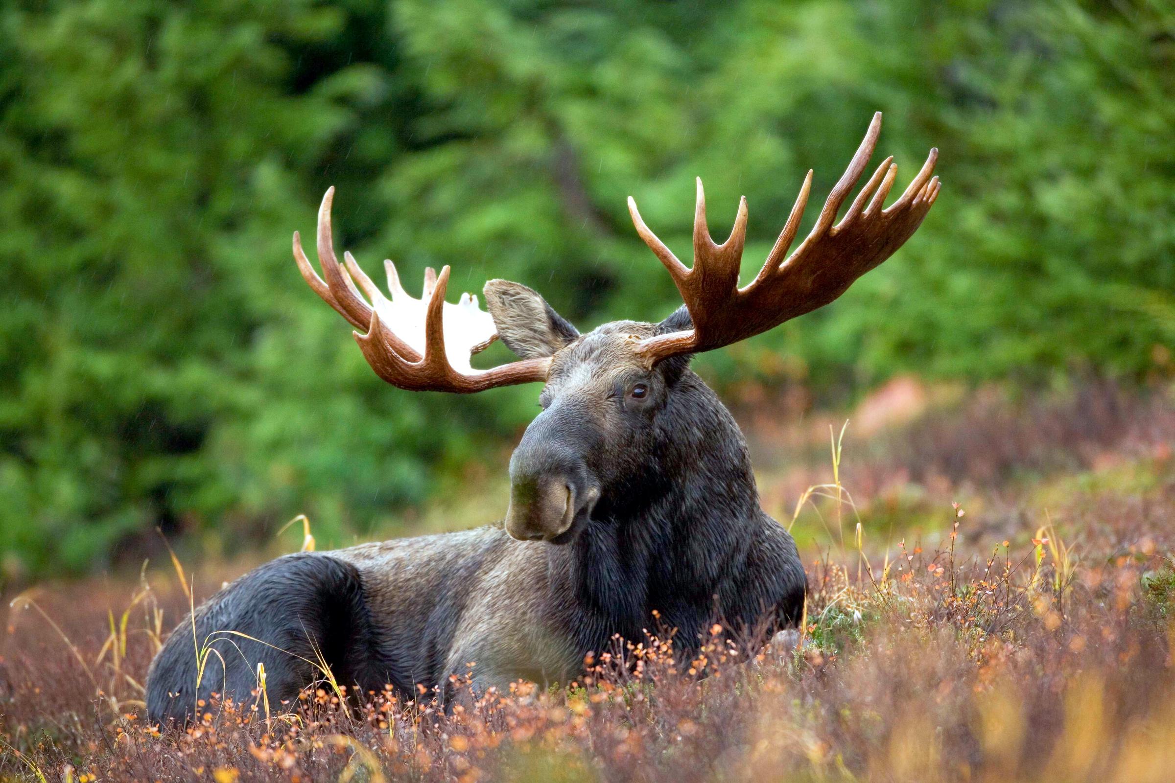 Maine Moose Logo - 54,000 Vying for 2500 Moose Hunting Permits | Maine Public