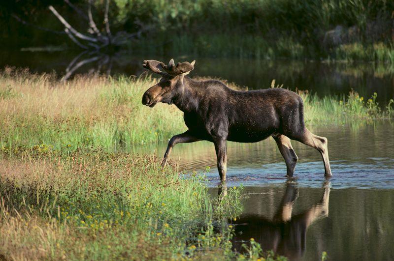 Maine Moose Logo - Moose Watching