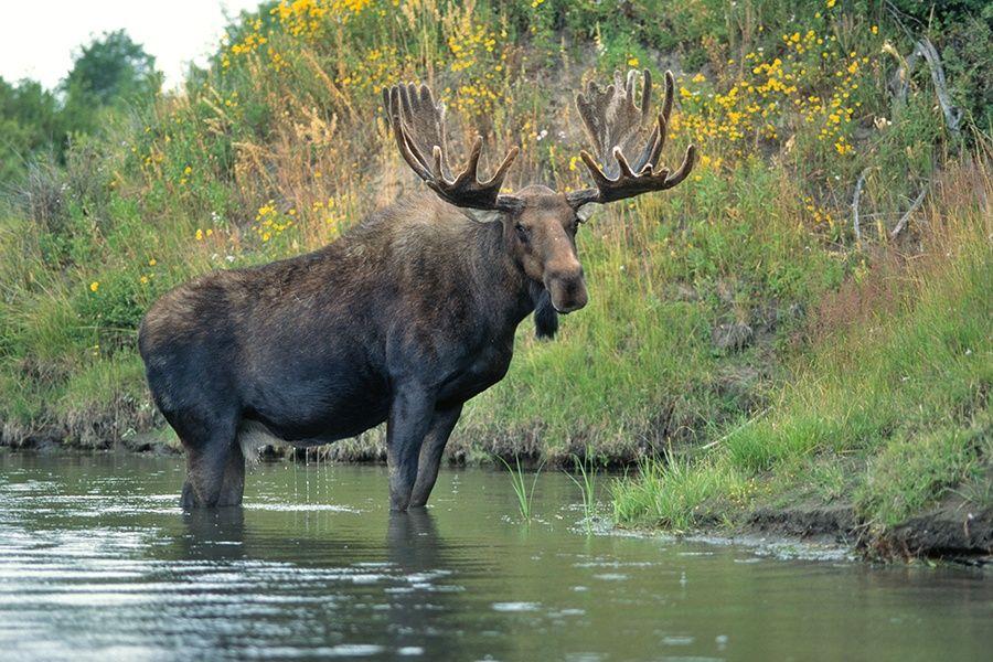 Maine Moose Logo - More than 600 People in Maine Tried to Set World Record for Moose Call