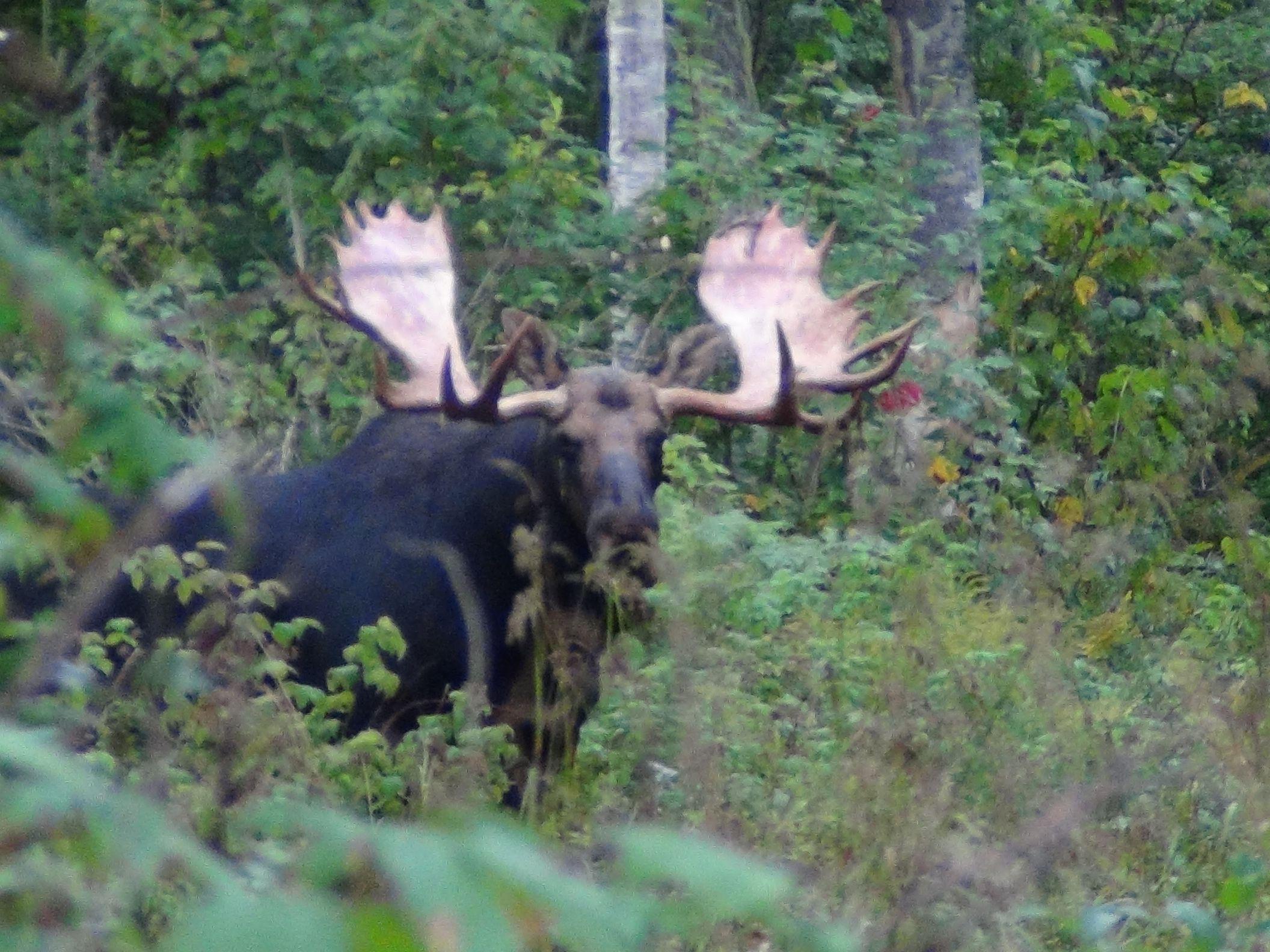 Maine Moose Logo - Maine Moose Hunting Photo Gallery. Allagash Guide Service