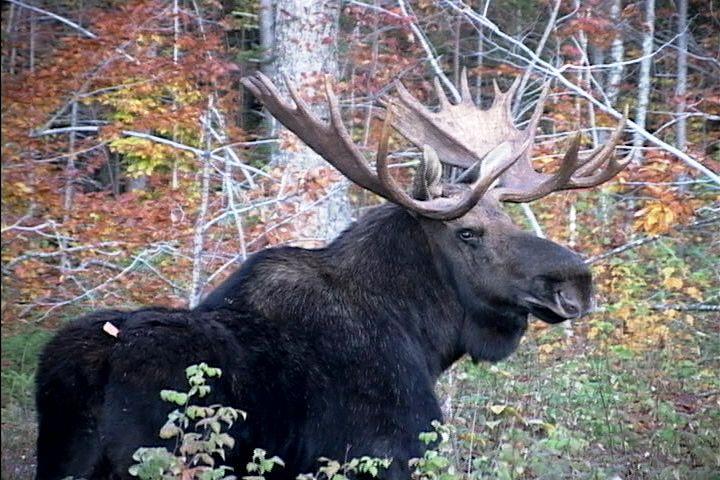 Maine Moose Logo - How much are Maine moose worth? A lot! | George's Outdoor News