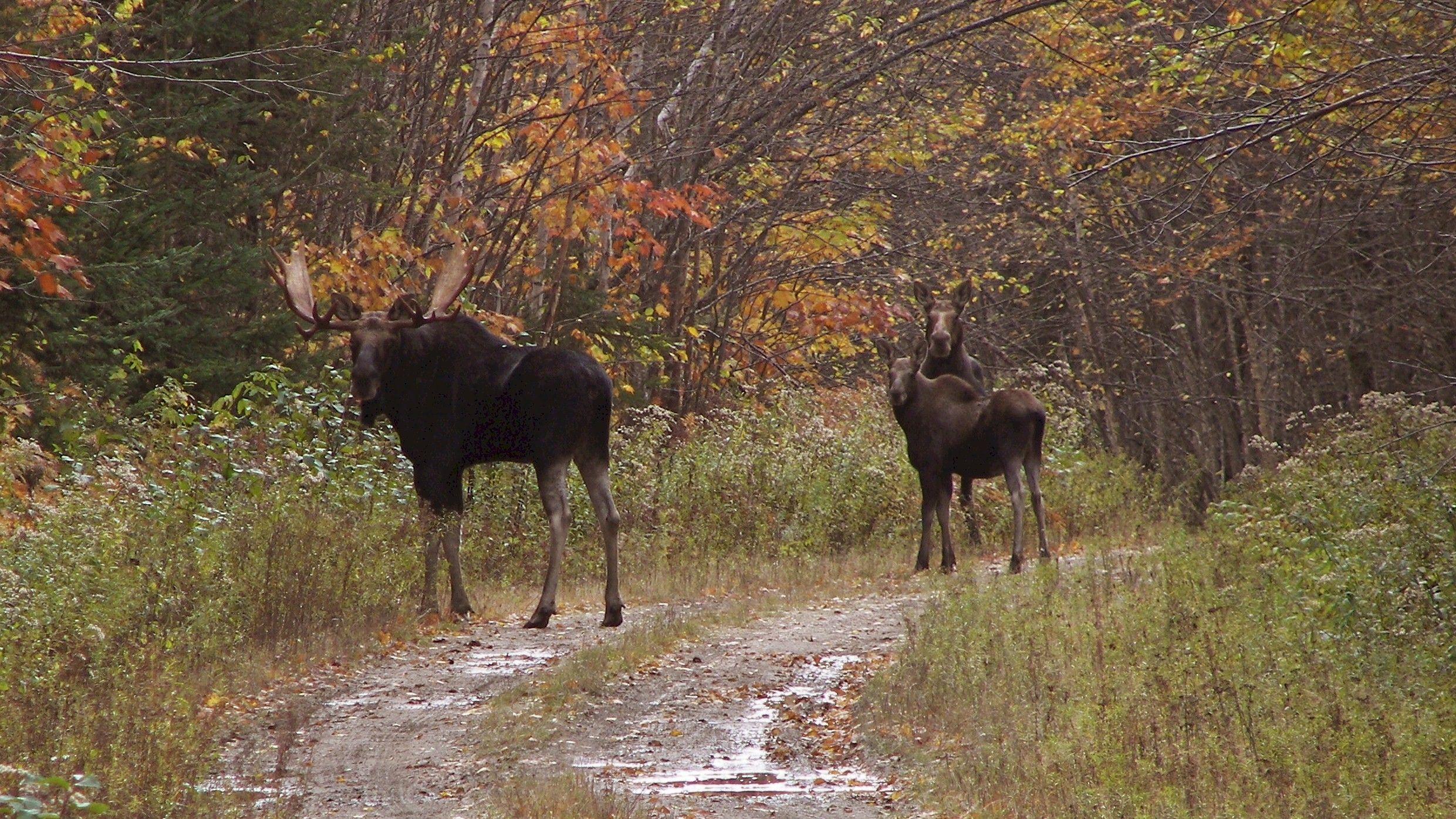 Maine Moose Logo - Moose Collisions Down in Maine, Despite Recent Crashes | Maine Public