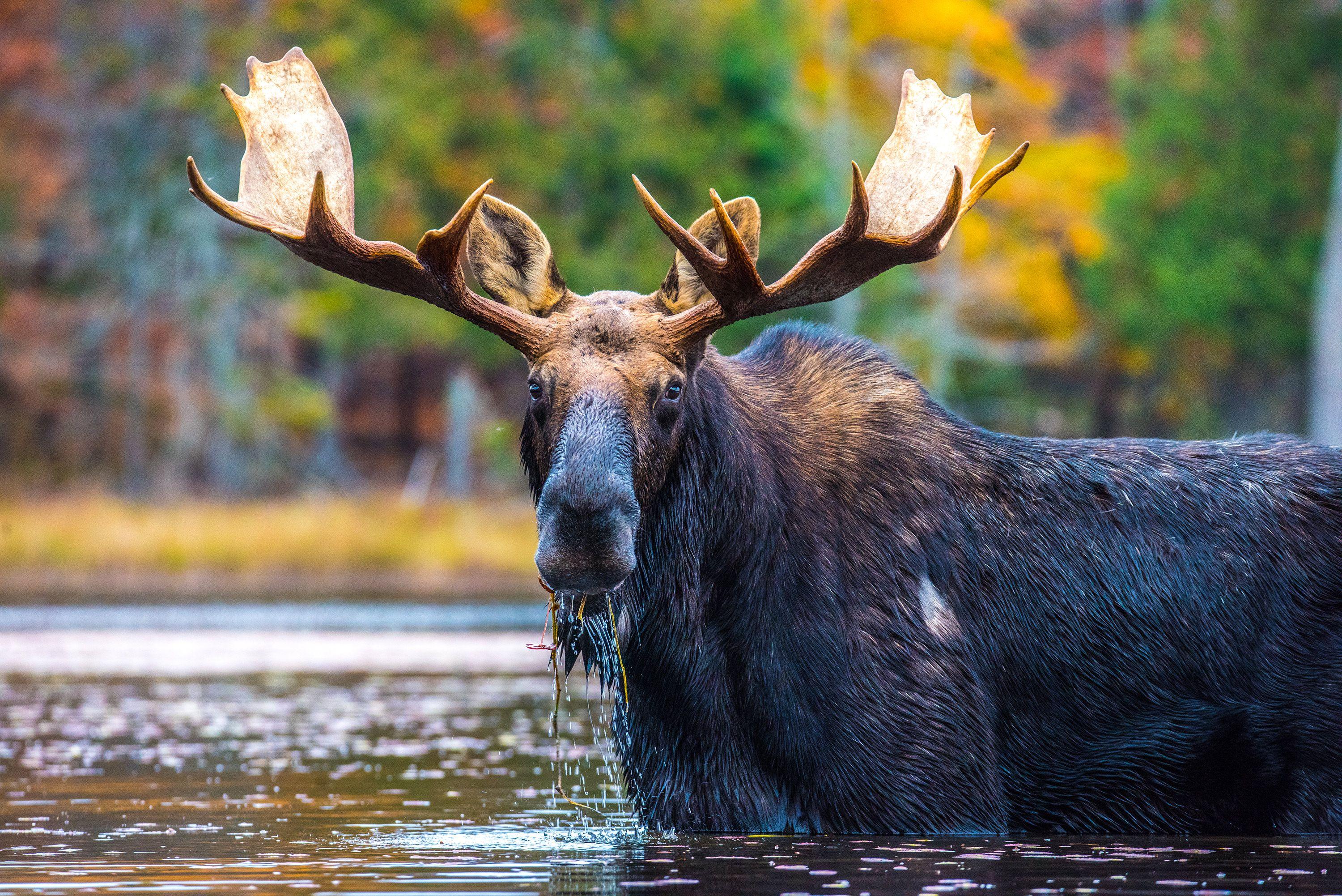 Maine Moose Logo - Skowhegan Moose Festival