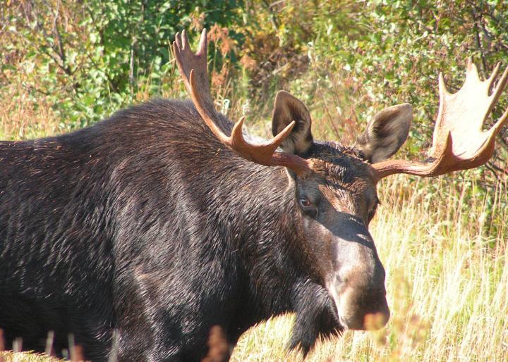 Maine Moose Logo - Moose Watching, Tours and Safaris in Kokadjo, Moosehead Lake and ...