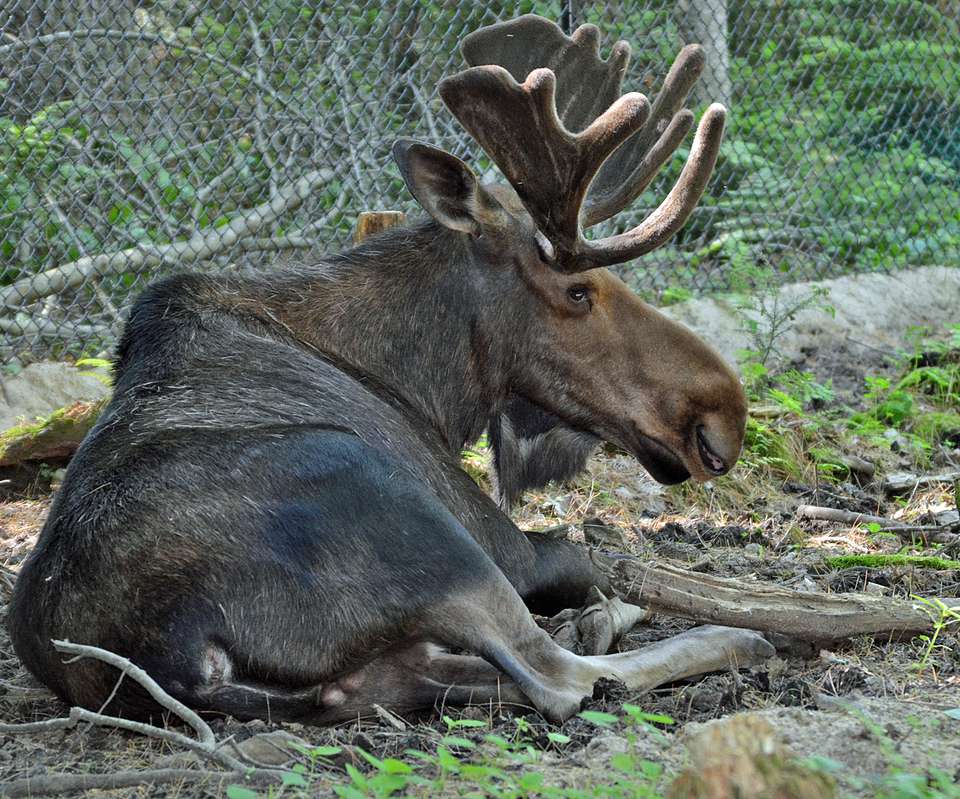 Maine Moose Logo - Maine Wildlife Park | See a Maine Moose Guaranteed