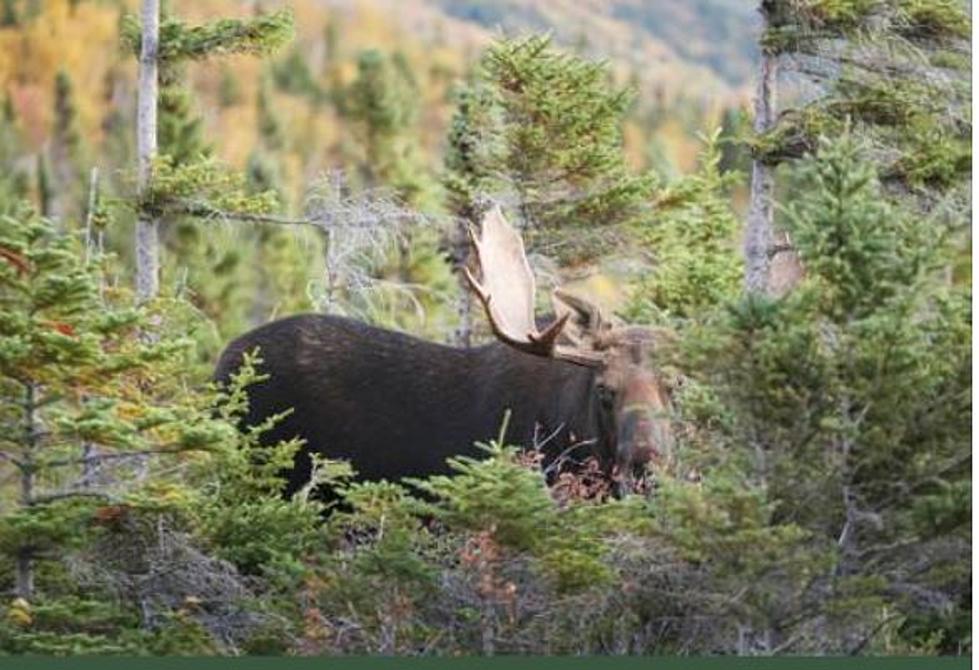 Maine Moose Logo - Here Are Your Odds On Getting A Maine Moose Permit