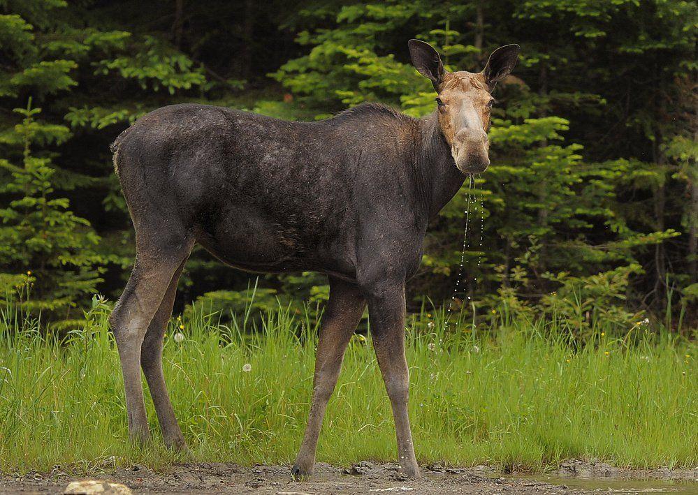 Maine Moose Logo - Maine's moose got a break this winter and survival rate improved ...