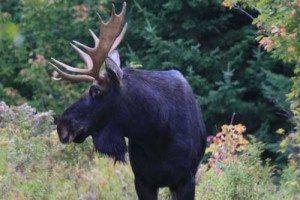 Maine Moose Logo - Northeast Whitewater Maine Moose Watching Tour FAQs Guide for Trip ...