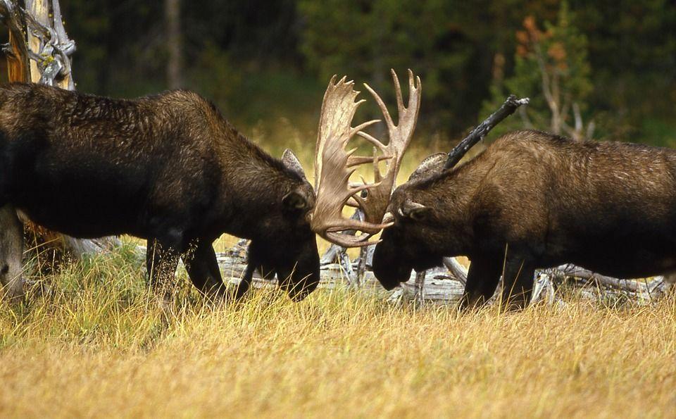 Maine Moose Logo - Maine Moose Permit Lottery opens: Here are 5 tips for your first