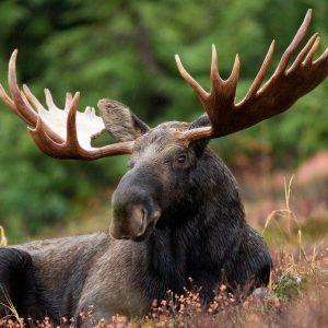 Maine Moose Logo - UMaine Extension Diagnostic and Research Laboratory: WILDLIFE ...