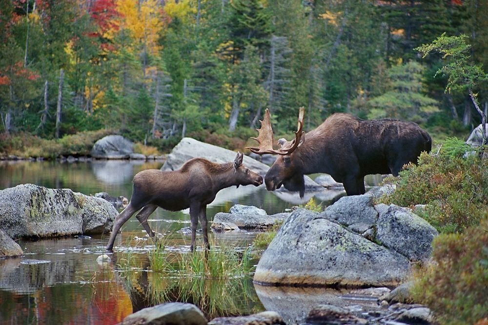 Maine Moose Logo - Maine Moose and Fall Foliage Photo Tours and Workshops