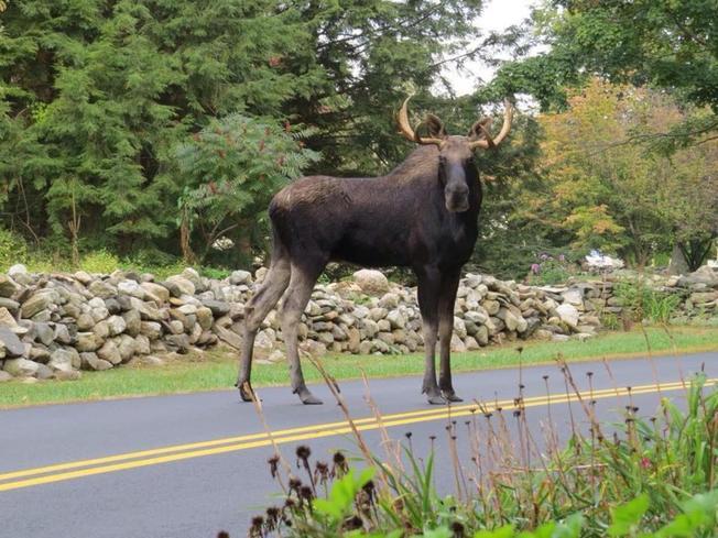 Maine Moose Logo - Report: Maine's Moose Population Declining Due to Ticks - NECN