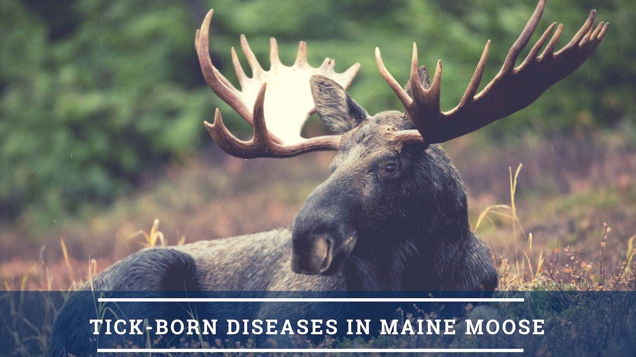 Maine Moose Logo - Studying Tick Borne Diseases In An Iconic Native Maine Species