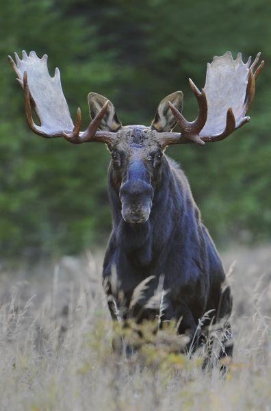 Maine Moose Logo - Have you ever seen a Maine moose before? | Maine Wildlife | Wildlife ...