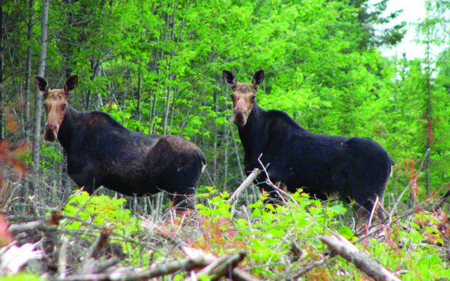 Maine Moose Logo - Caribou, Maine to host 2017 Maine Moose Lottery