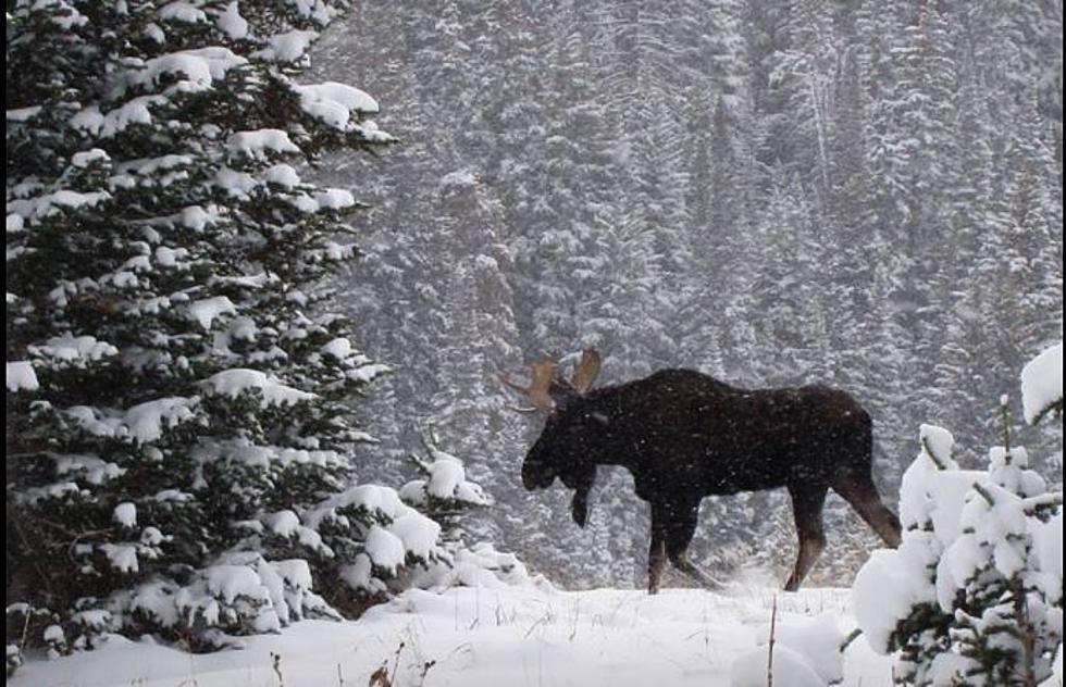 Maine Moose Logo - Dramatic Video of This Week's Maine Moose Rescue