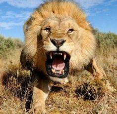 Rob Dyrdek Born a Lion Logo - 30 Best born A Lion, Young & Reckless, Rob Dyerdeck images | Lion ...