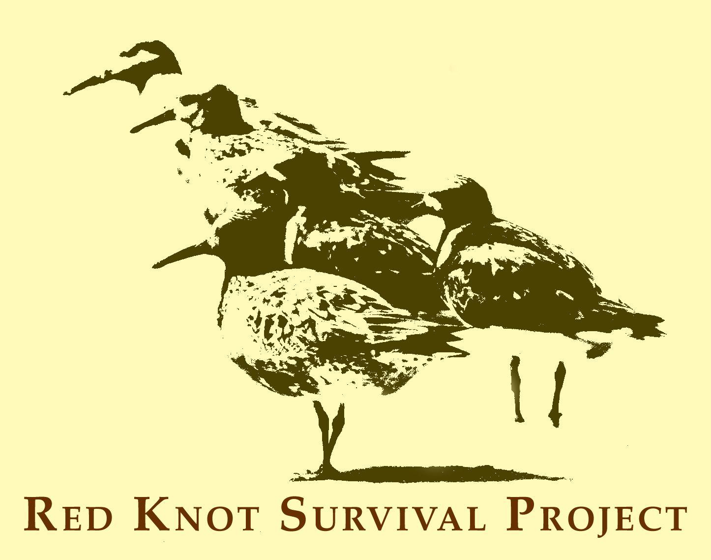 Red Knot Logo - GCA: Red Knot Survival Project - Home
